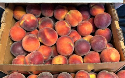 Feeling Peachy