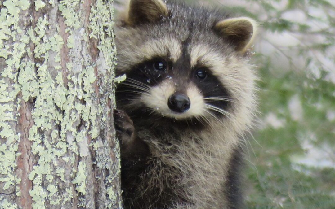 Beware of the Raccoon Shiny Object Trap