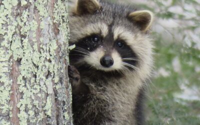 Beware of the Raccoon Shiny Object Trap
